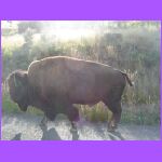 Bison Walking By Me.jpg